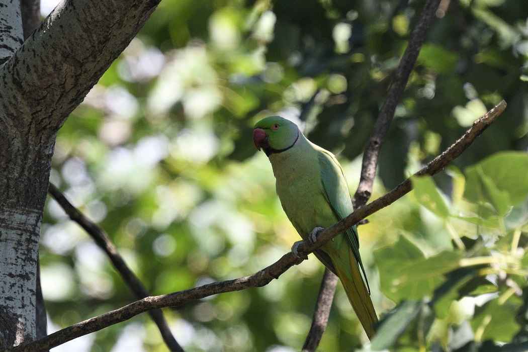 Rose-ringed Parakeet